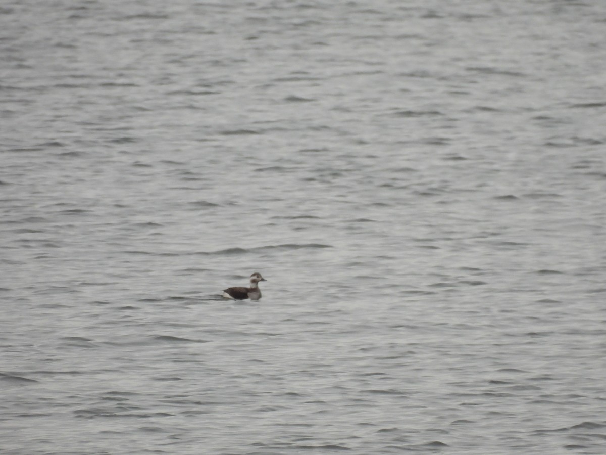 Long-tailed Duck - ML646668655