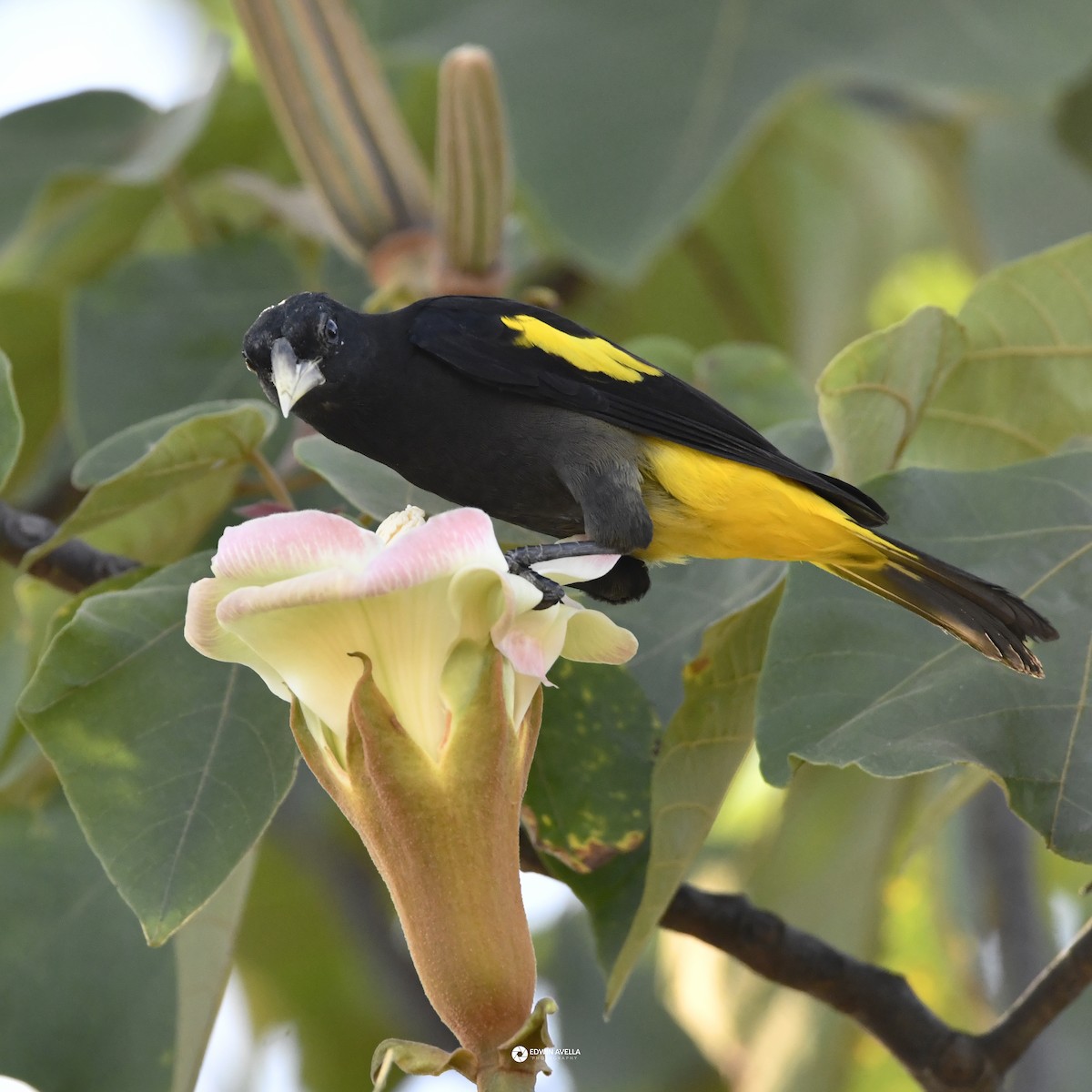 Yellow-rumped Cacique - ML646668657