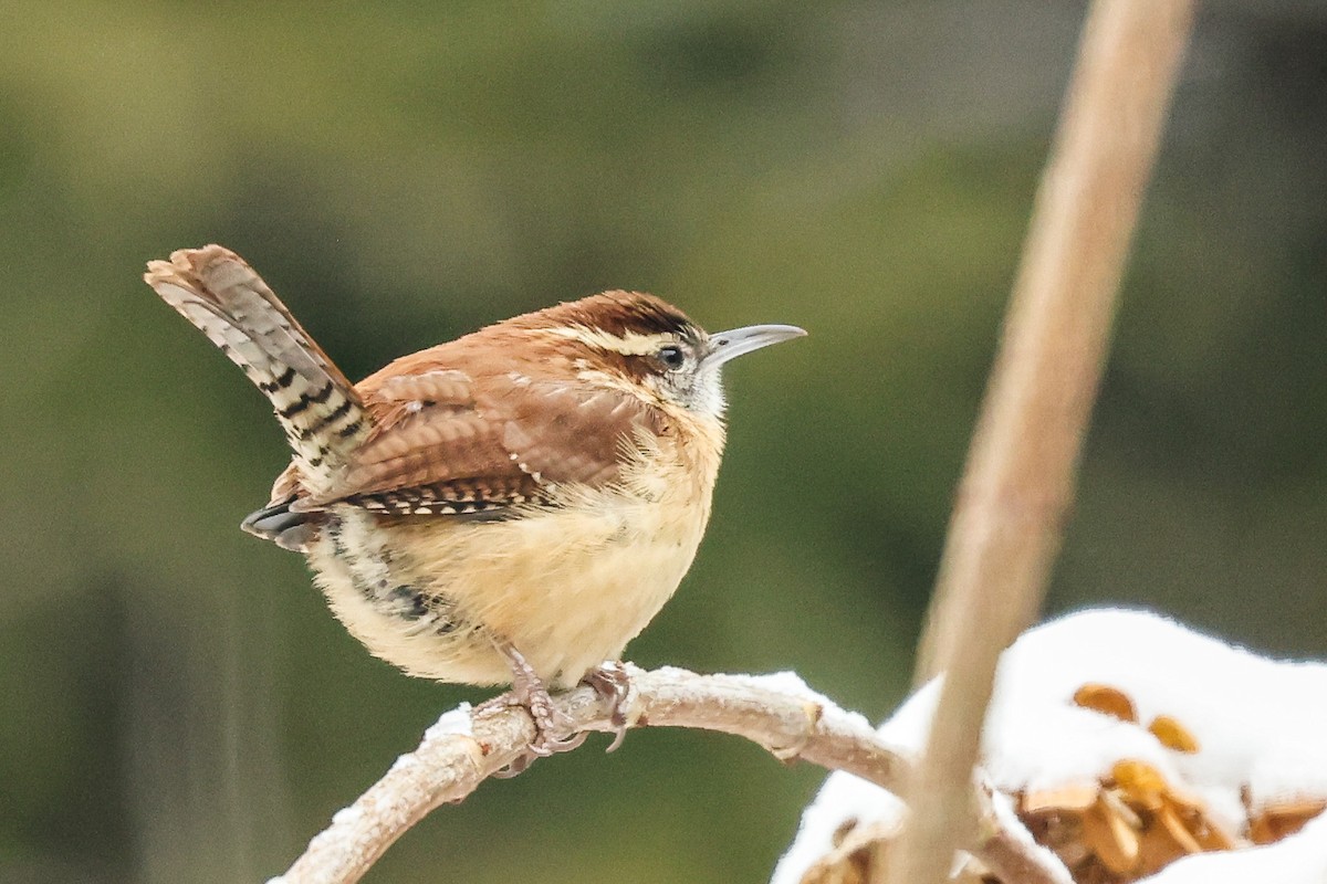 Carolina Wren - ML646668661
