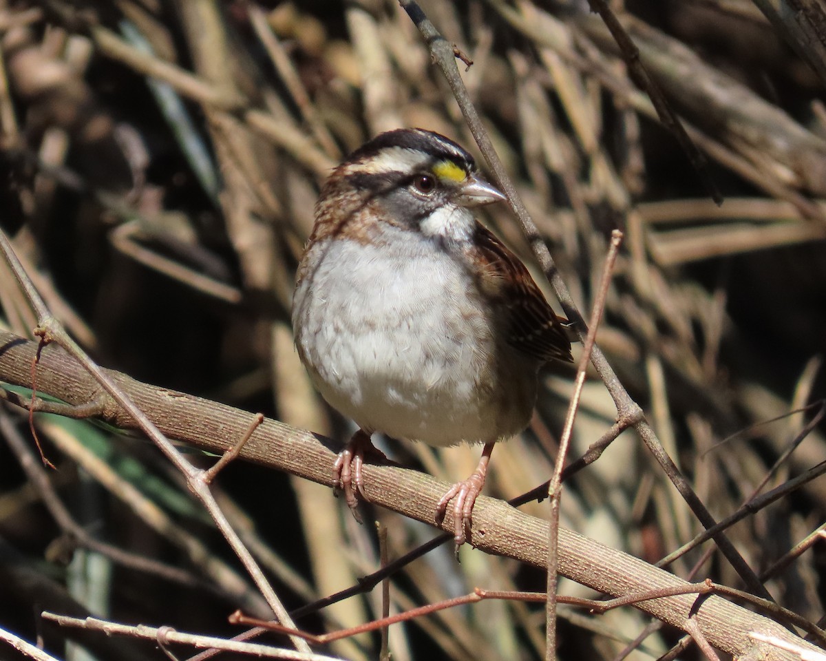 White-throated Sparrow - ML646668663