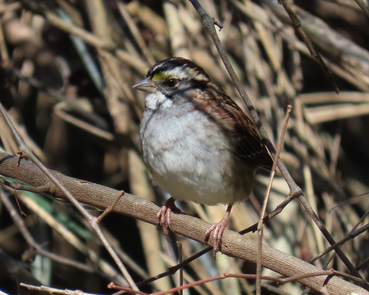 White-throated Sparrow - ML646668664