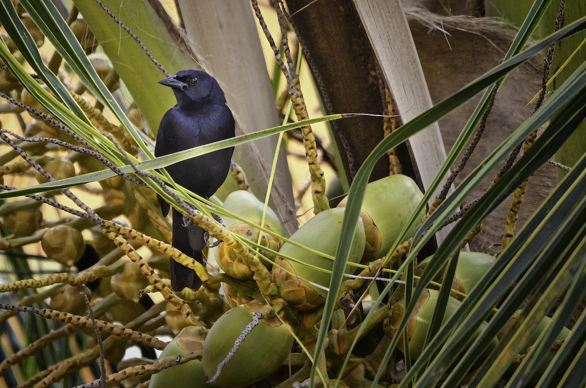 Melodious Blackbird - ML646668669