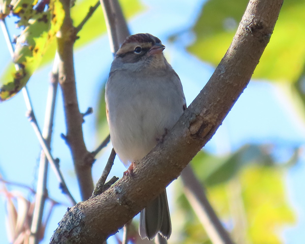 Chipping Sparrow - ML646668670