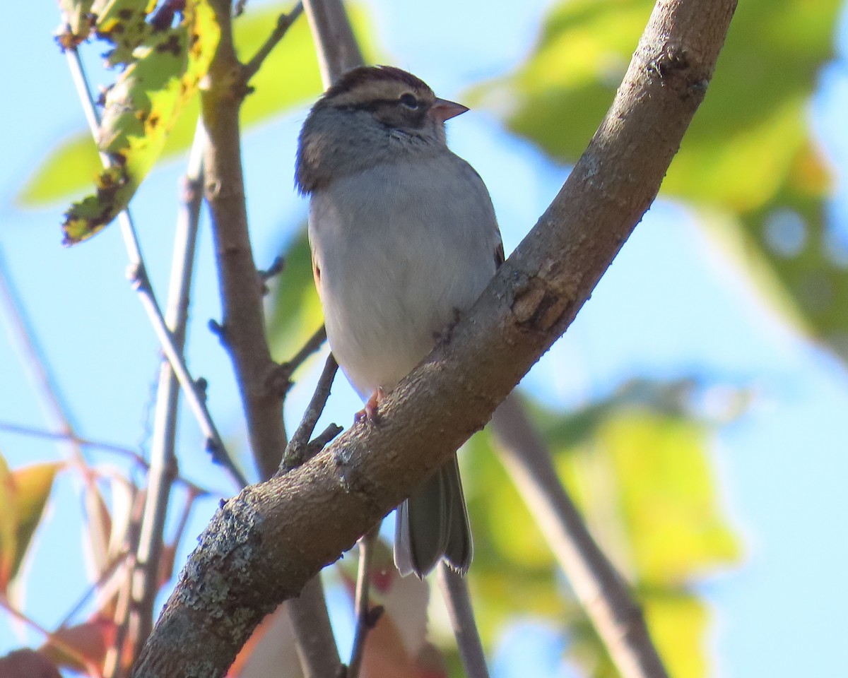 Chipping Sparrow - ML646668674