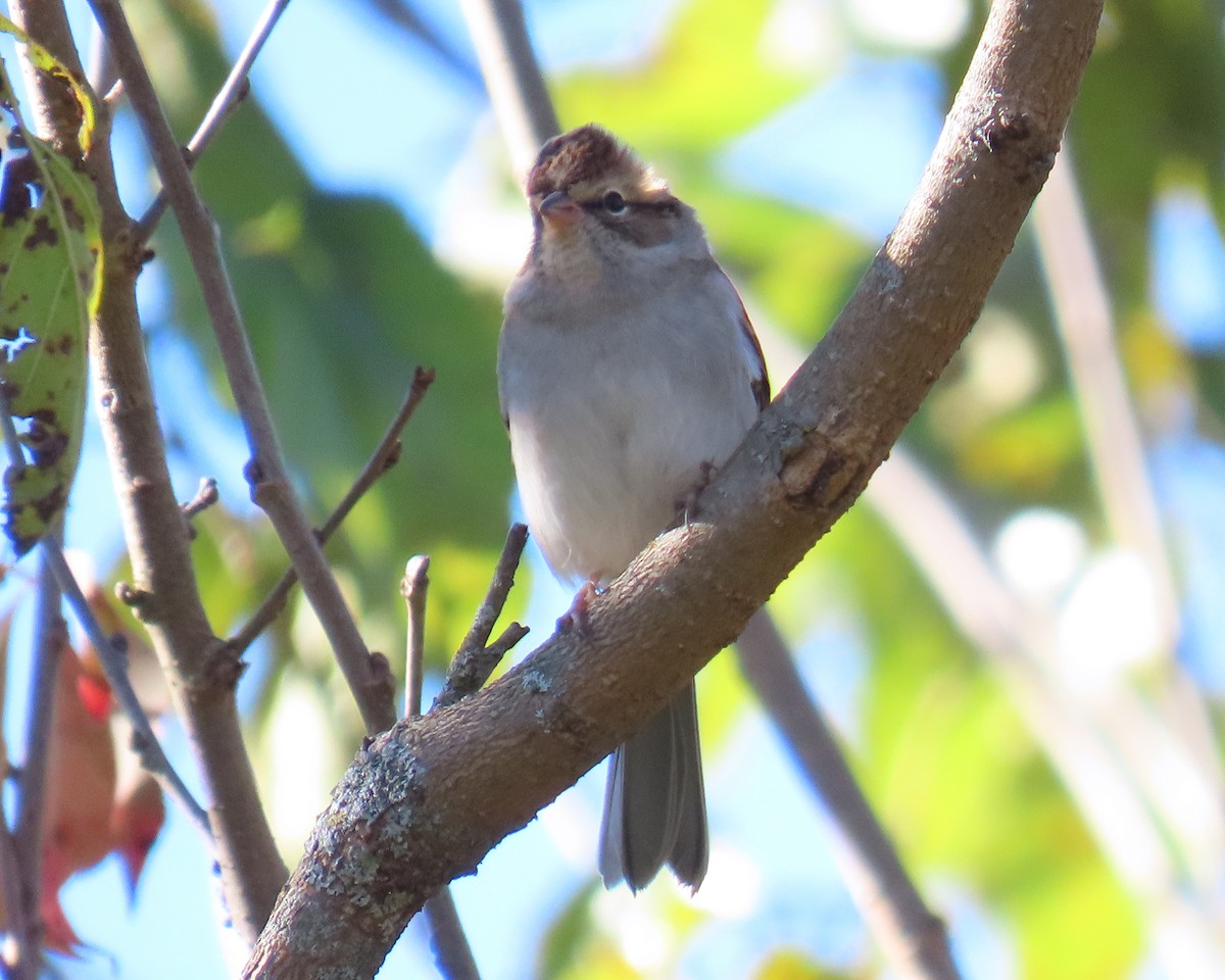 Chipping Sparrow - ML646668676
