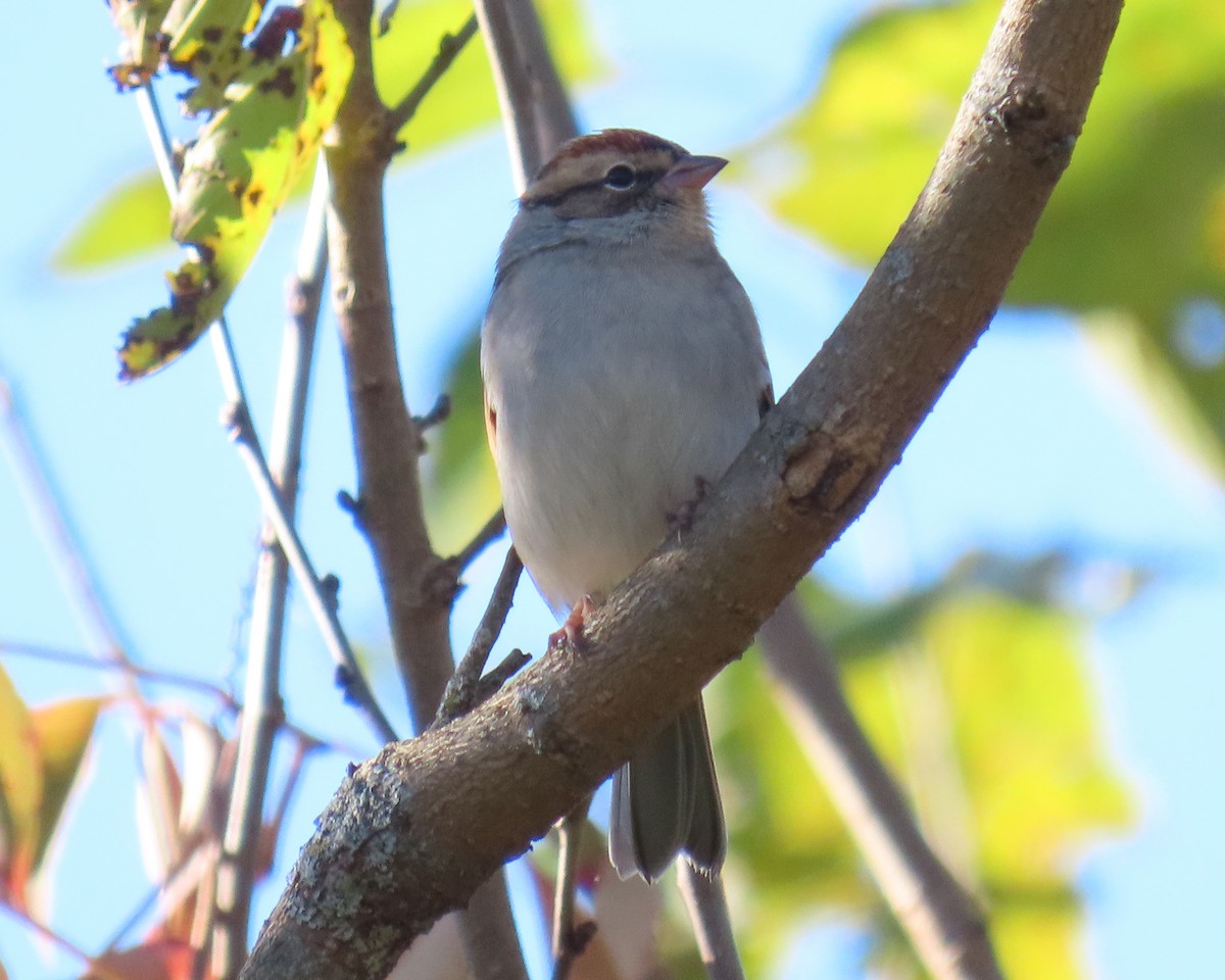 Chipping Sparrow - ML646668677