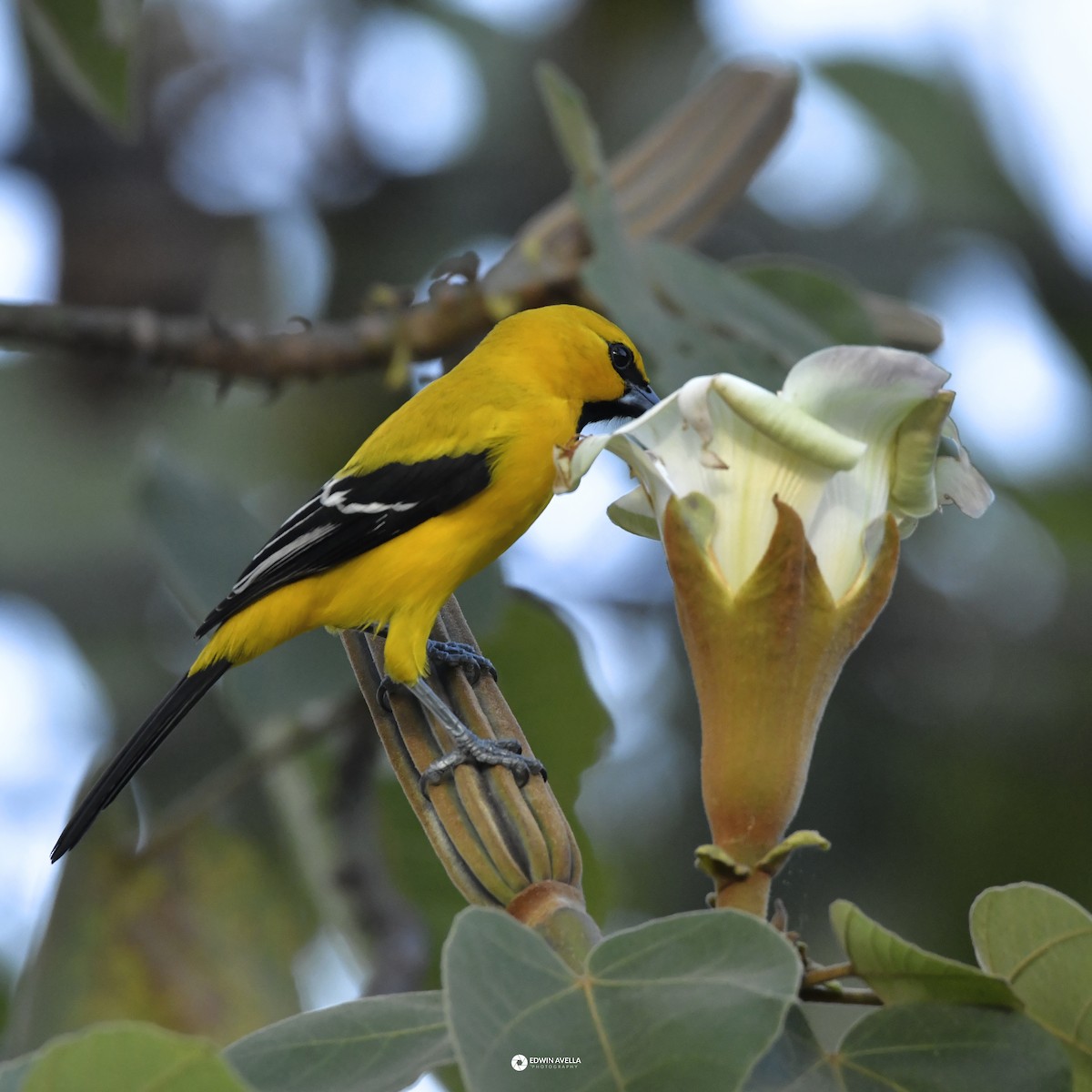 Yellow Oriole - ML646668680