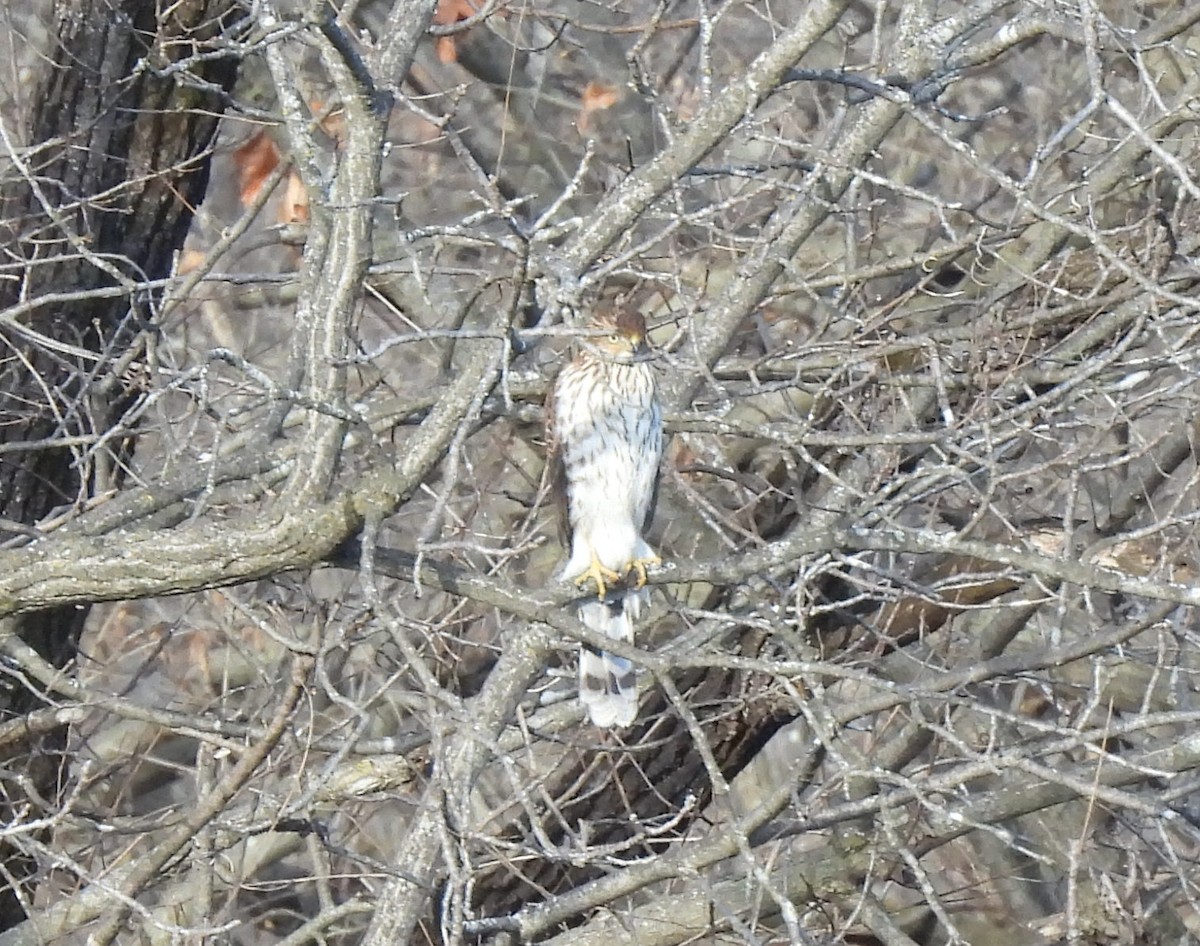 Cooper's Hawk - ML646668681