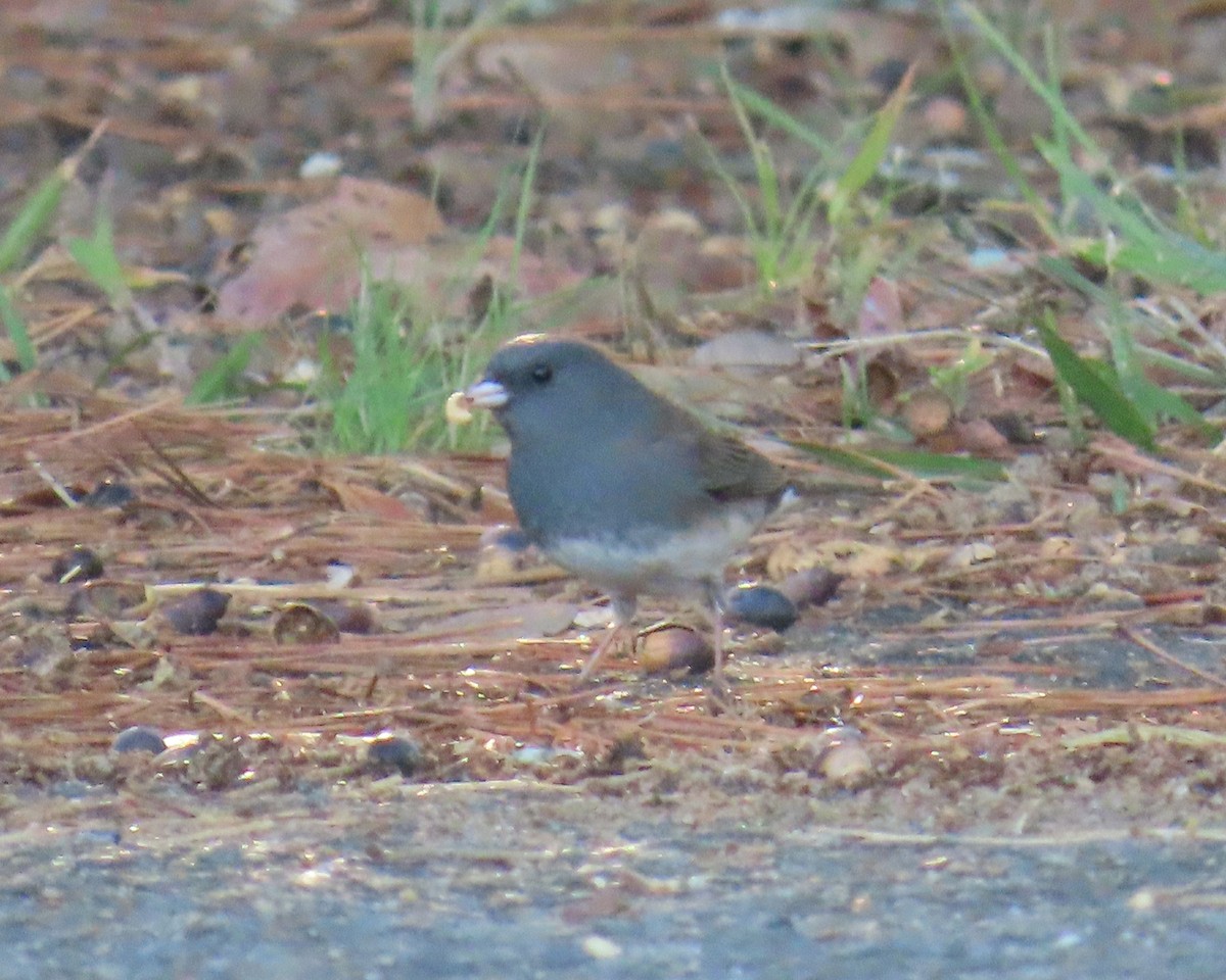 Winterammer - ML646668683