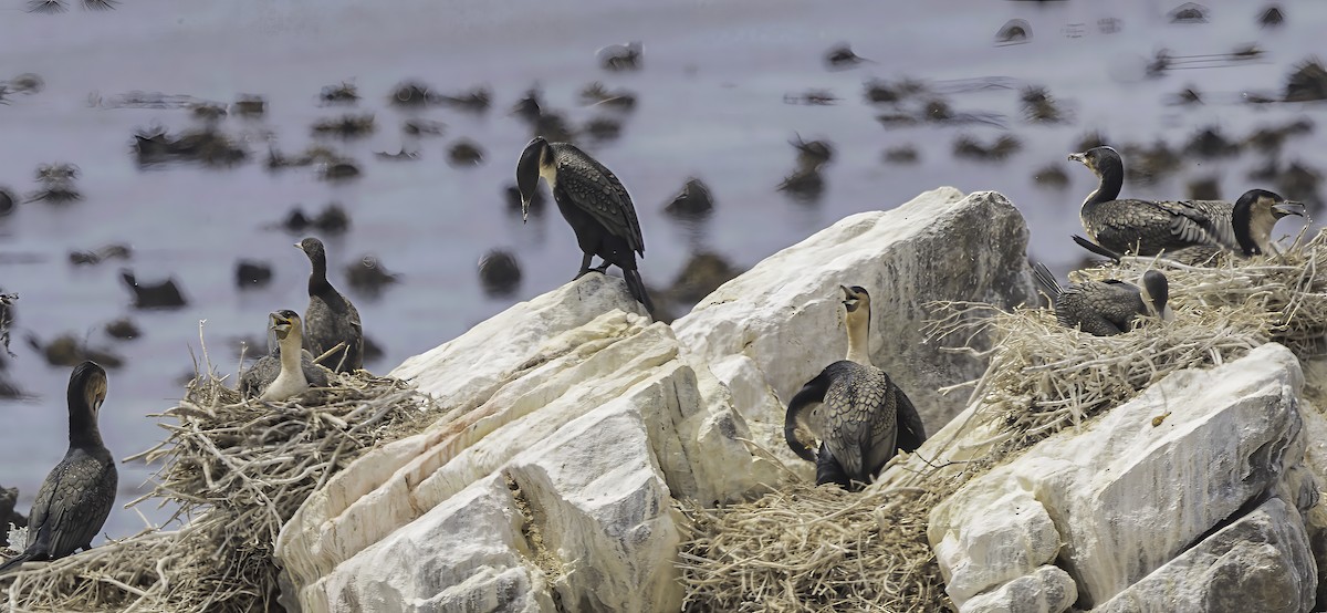 Great Cormorant - ML646668684
