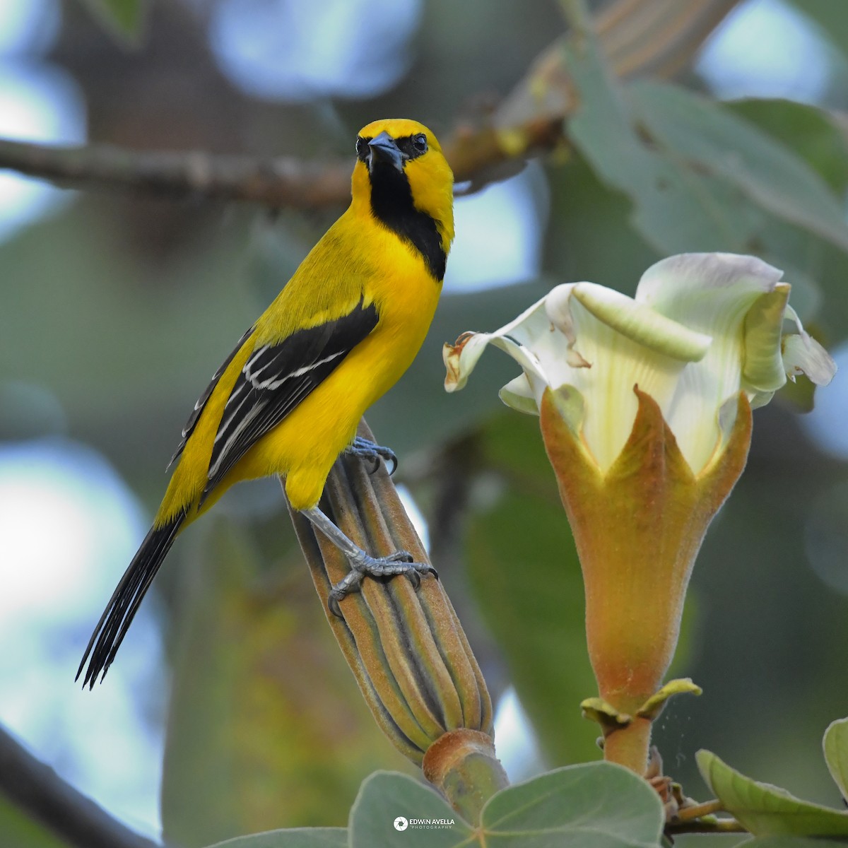 Yellow Oriole - ML646668685