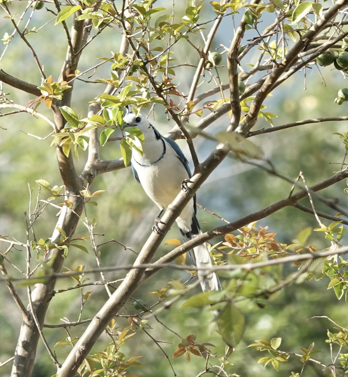 småskjæreskrike - ML646668686