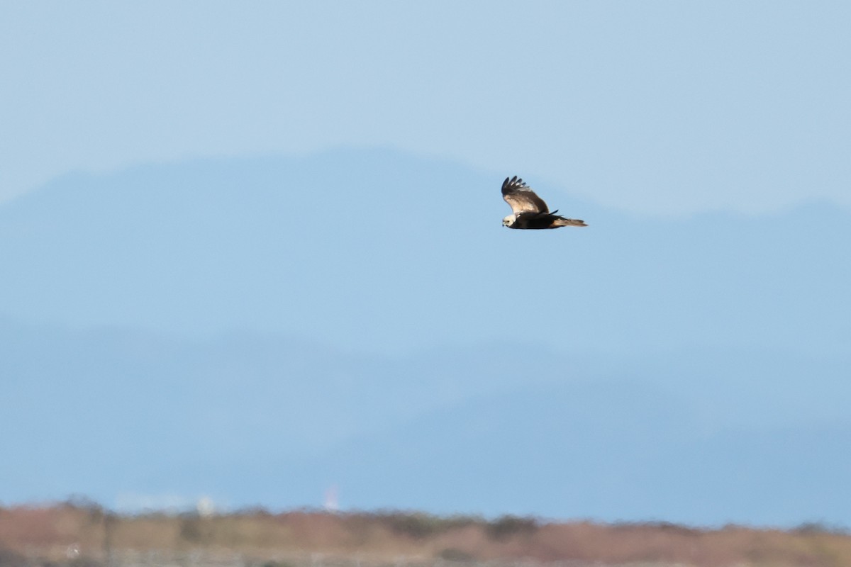 moták východní - ML646668687