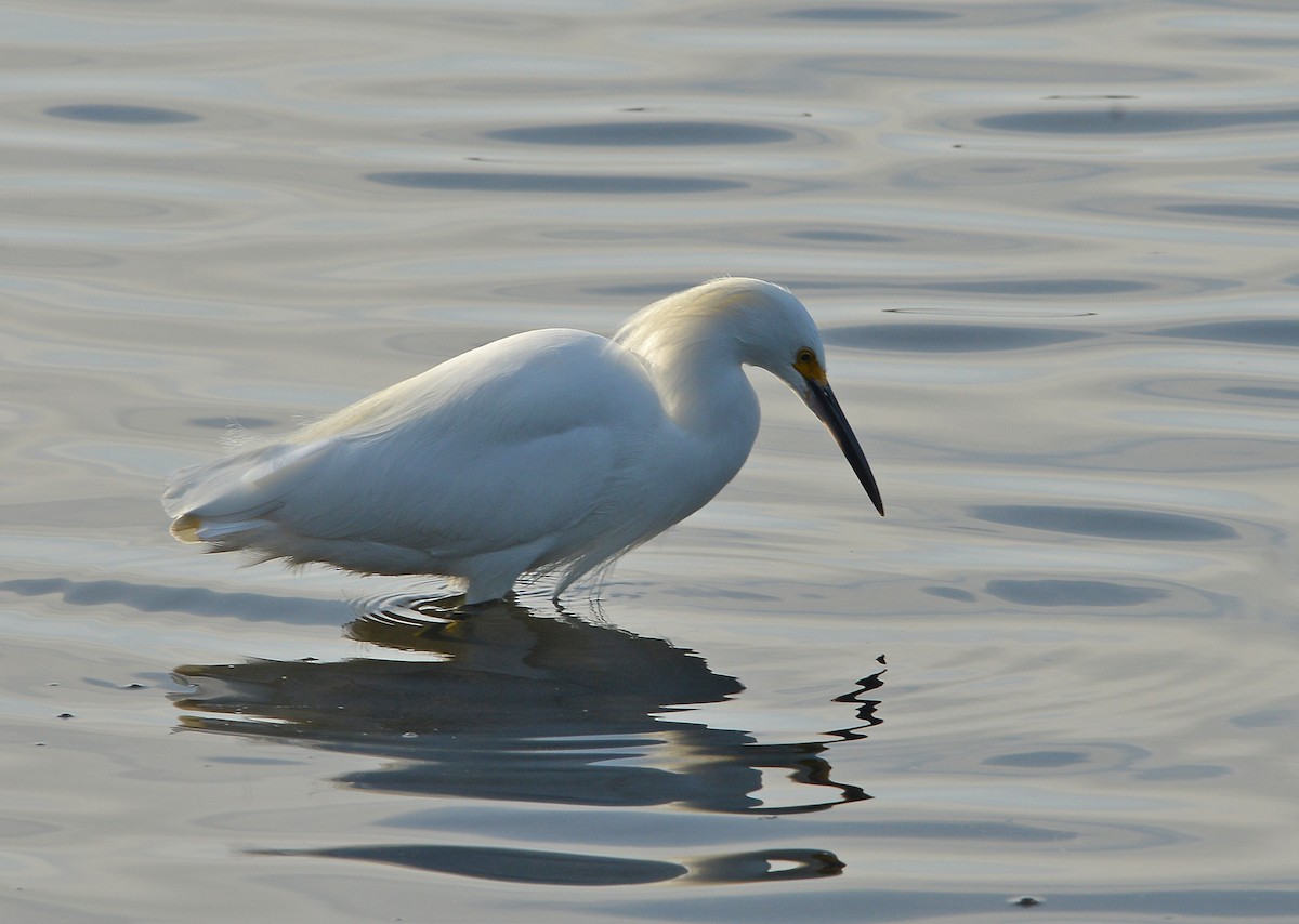 Snowy Egret - ML646668688