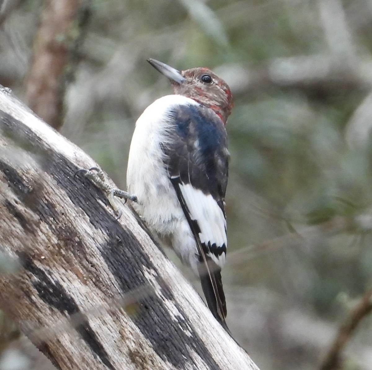 ズアカキツツキ - ML646668694