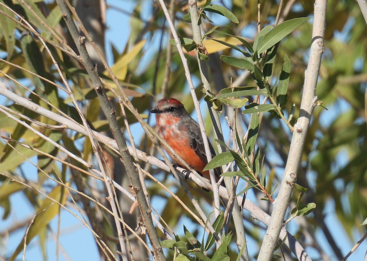 Vermilion Flycatcher - ML646668695