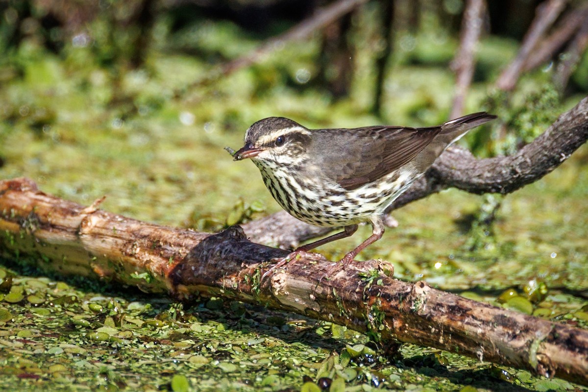 Northern Waterthrush - ML646668697