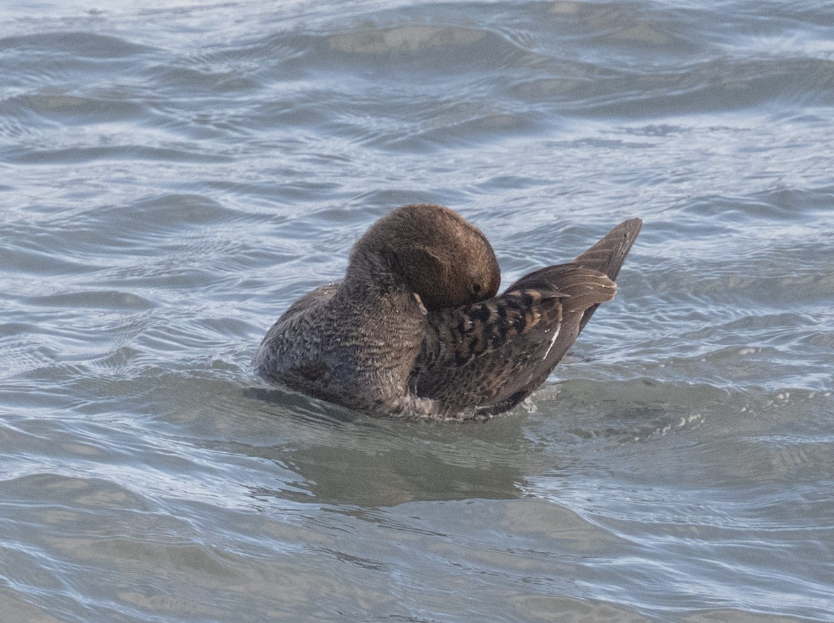 Common Eider - ML646668701