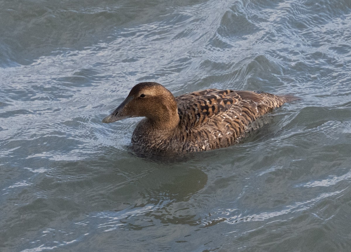 Common Eider - ML646668702