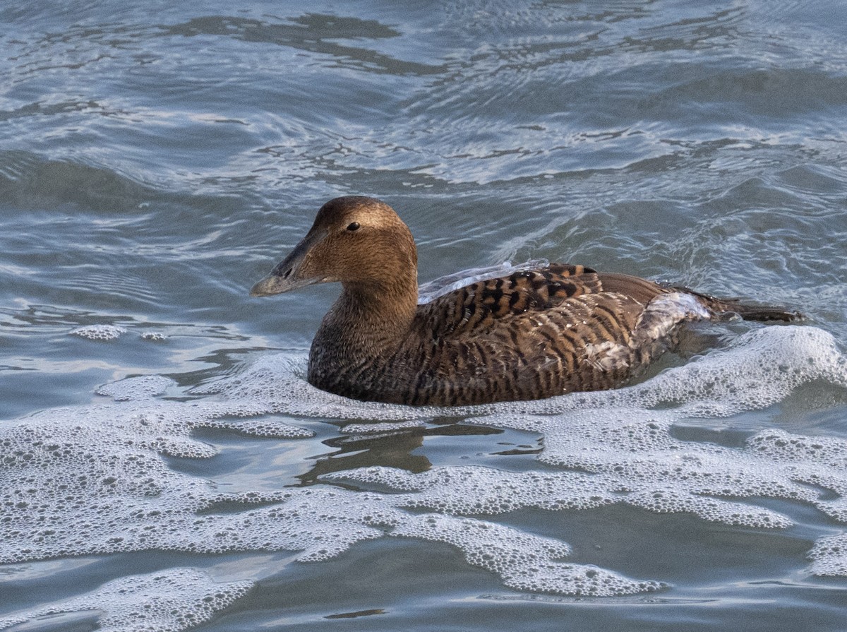 Common Eider - ML646668703