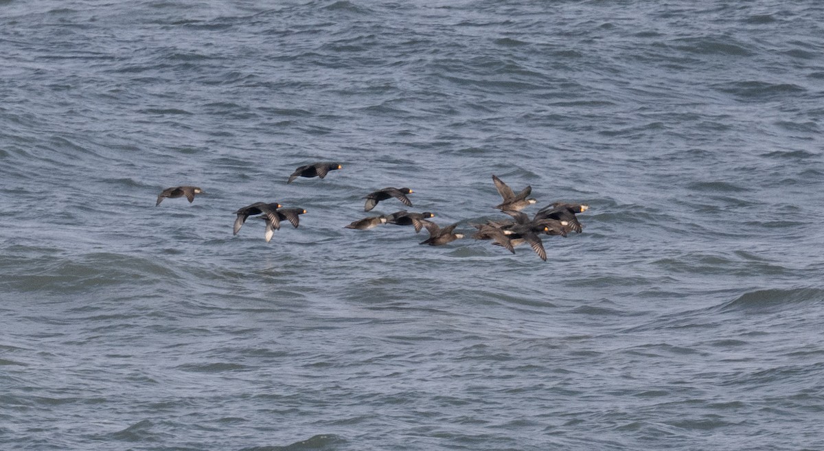 Black Scoter - ML646668710