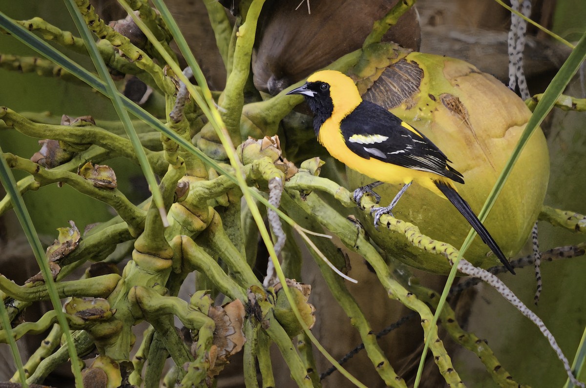 Hooded Oriole - ML646668711