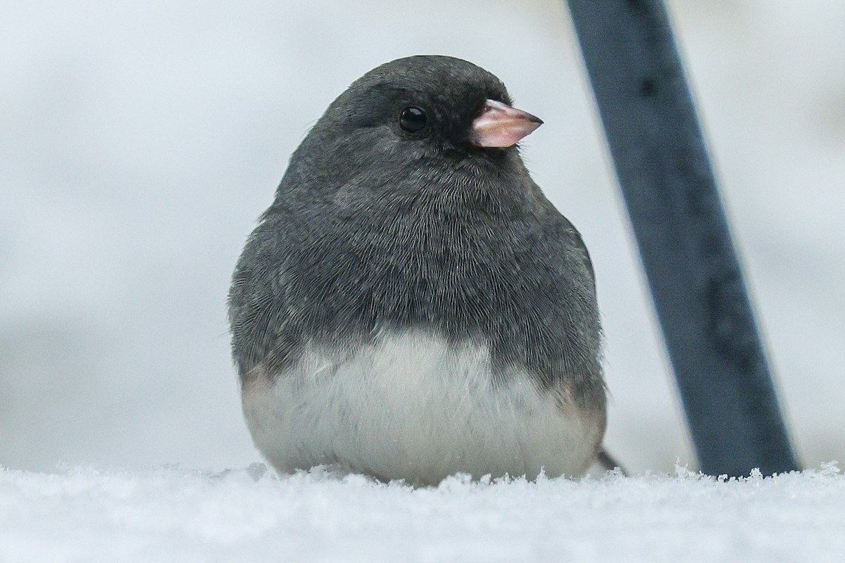Dark-eyed Junco (Slate-colored) - ML646668714