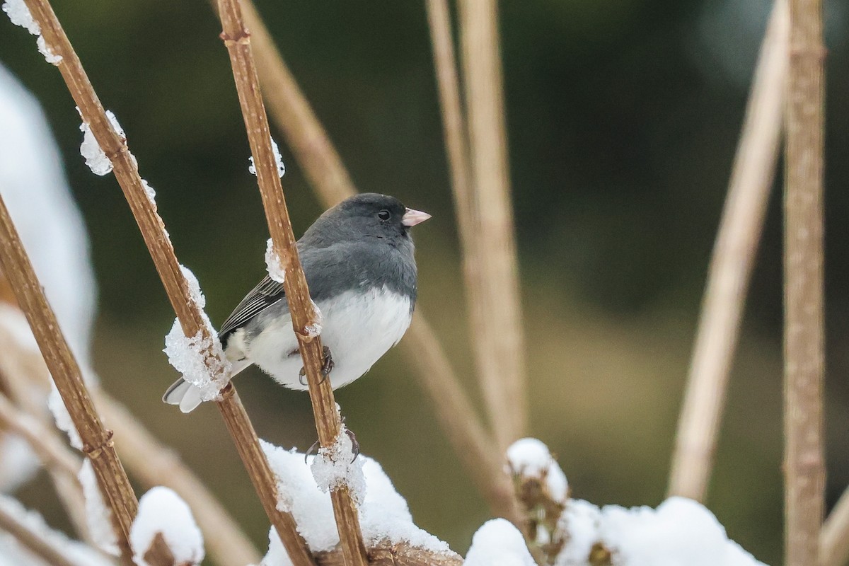 Dark-eyed Junco (Slate-colored) - ML646668715
