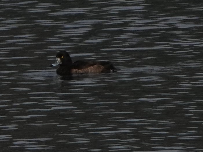 Greater Scaup - ML646668719