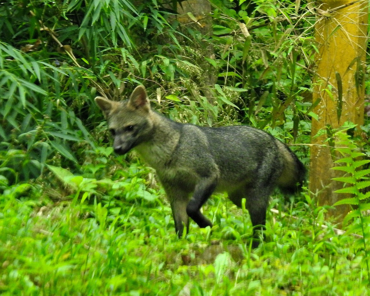 Crab-eating Fox - ML646668720