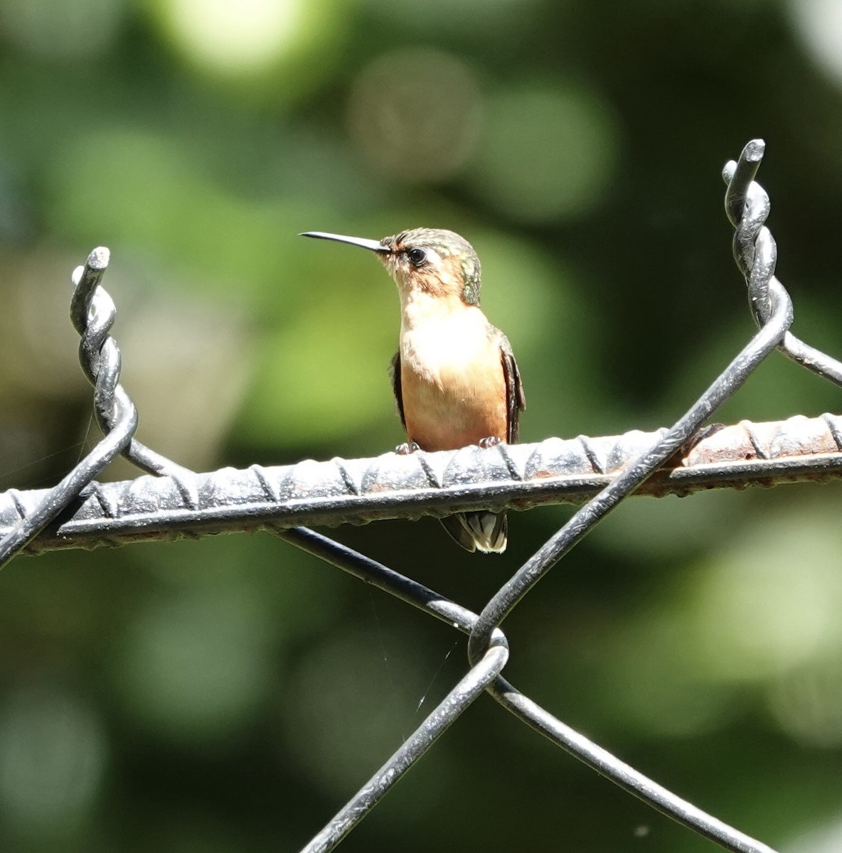 signalstjertkolibri - ML646668721