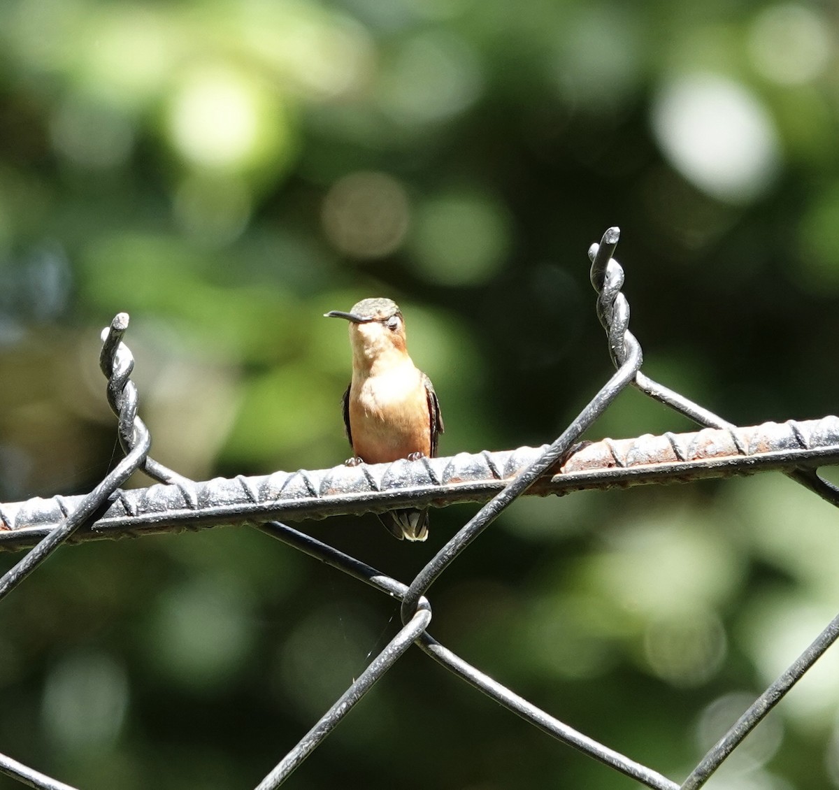 signalstjertkolibri - ML646668722
