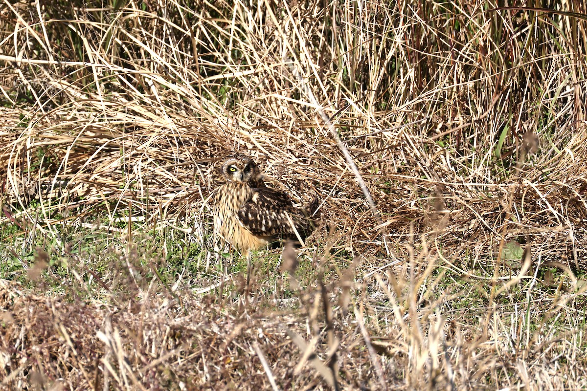 Zingira-hontza - ML646668723