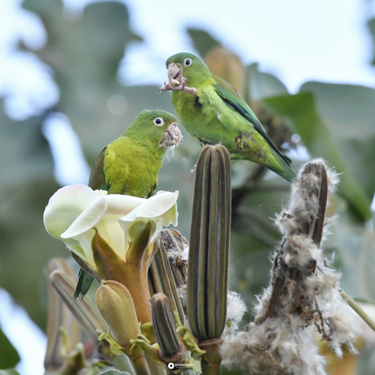 Orange-chinned Parakeet - ML646668727