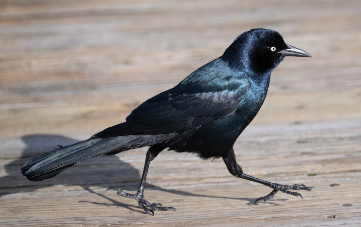 Boat-tailed Grackle - ML646668730