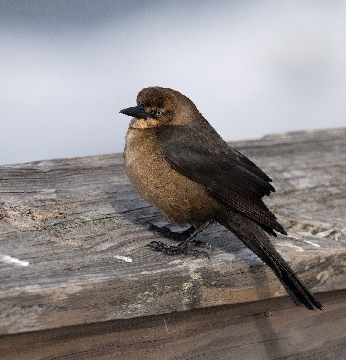 Boat-tailed Grackle - ML646668731