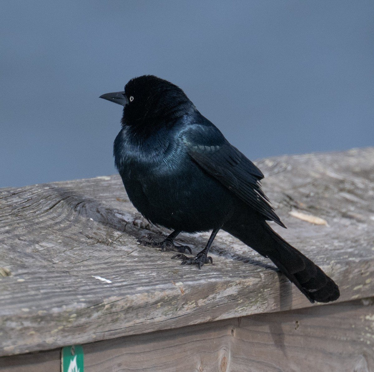 Boat-tailed Grackle - ML646668732