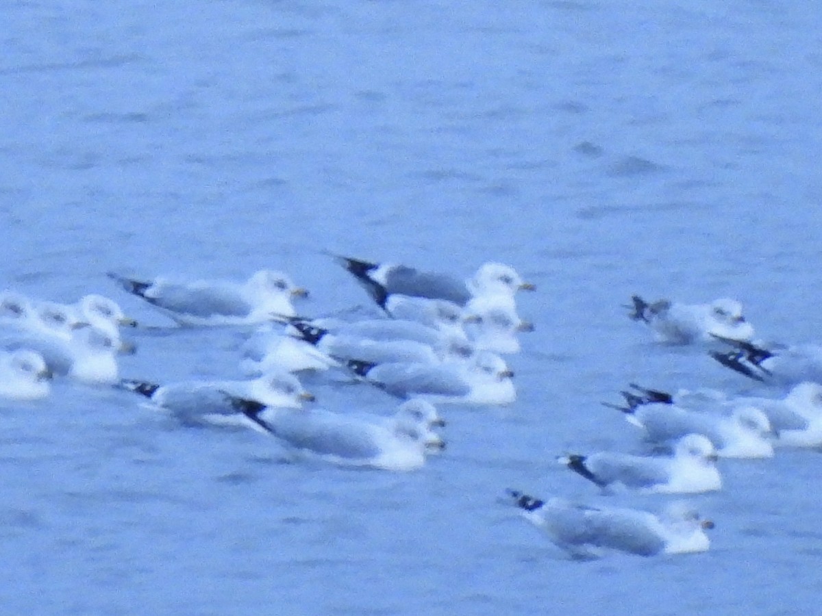 Short-billed Gull - ML646668734