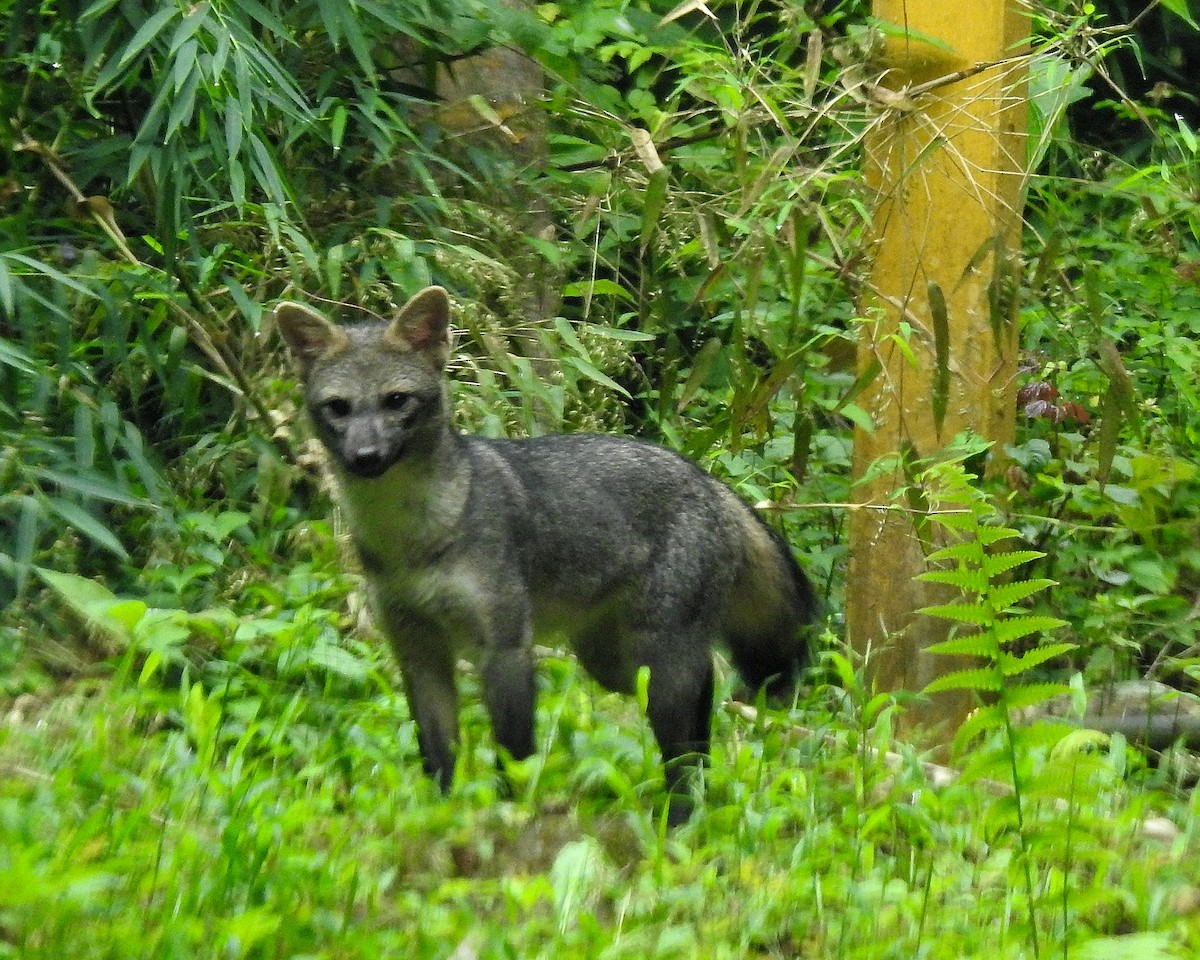 Crab-eating Fox - ML646668736