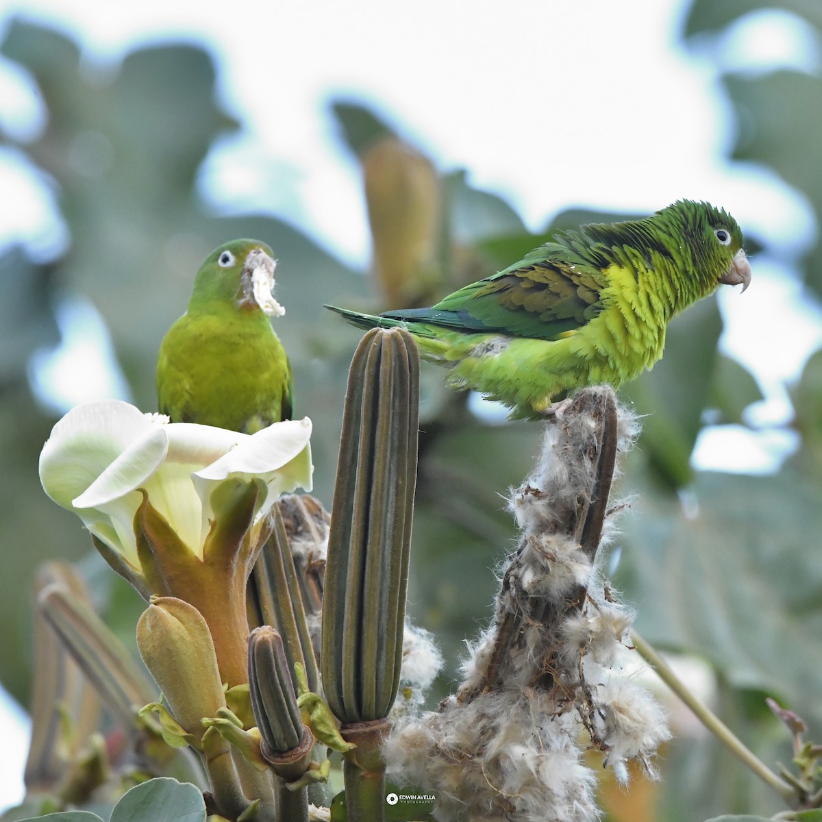 Orange-chinned Parakeet - ML646668738