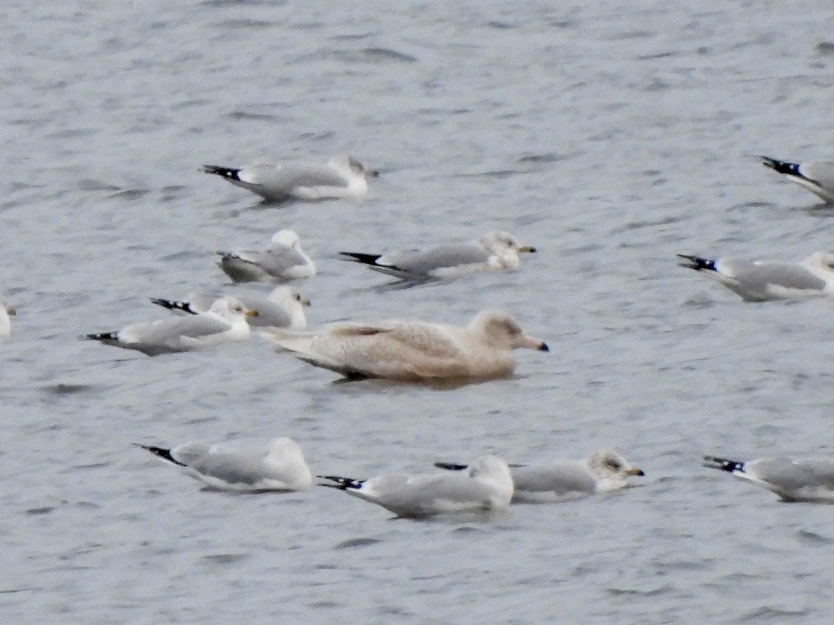 Мөсний цахлай - ML646668739