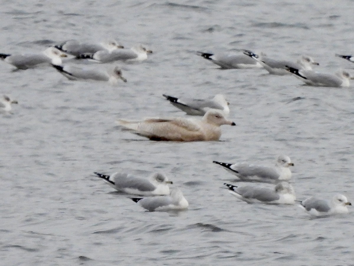 Мөсний цахлай - ML646668740
