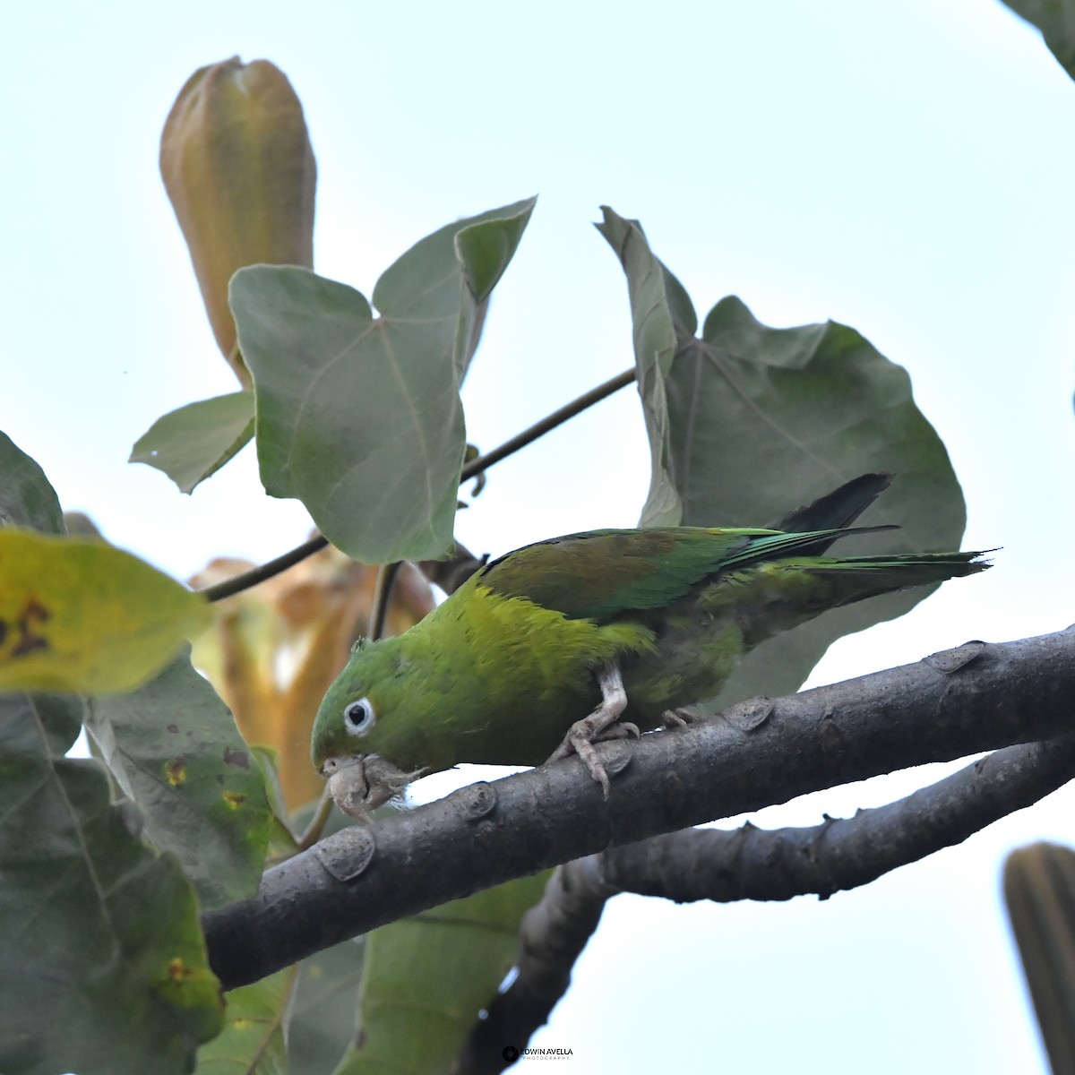 Orange-chinned Parakeet - ML646668741