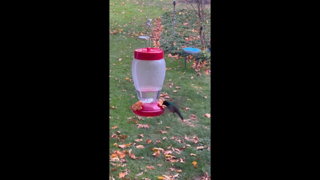 Colibrí Verdemar Mexicano - ML646668743