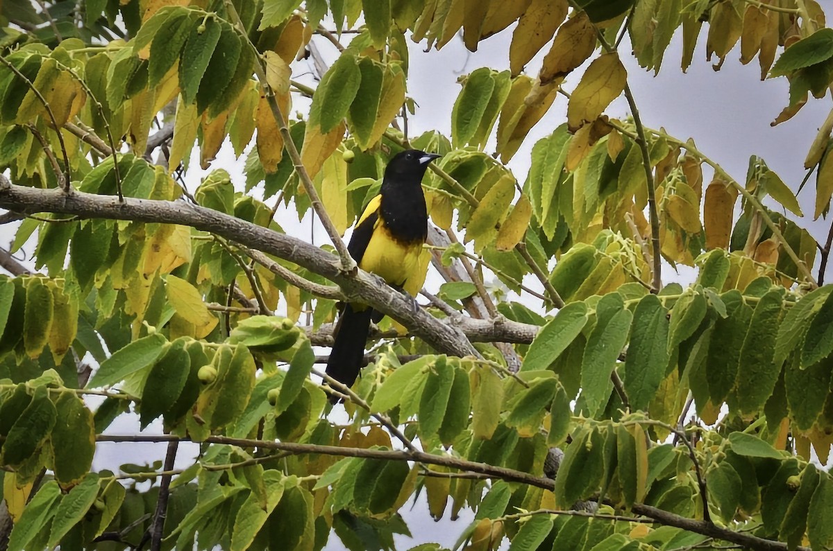 Black-cowled Oriole - ML646668744