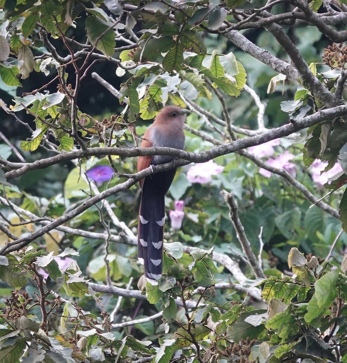 ekorngjøk - ML646668745