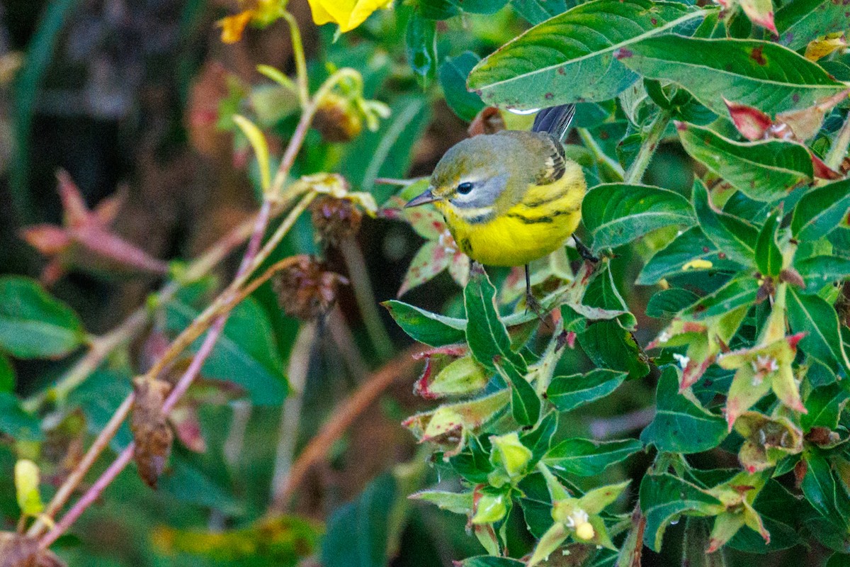 Prairie Warbler - ML646668746