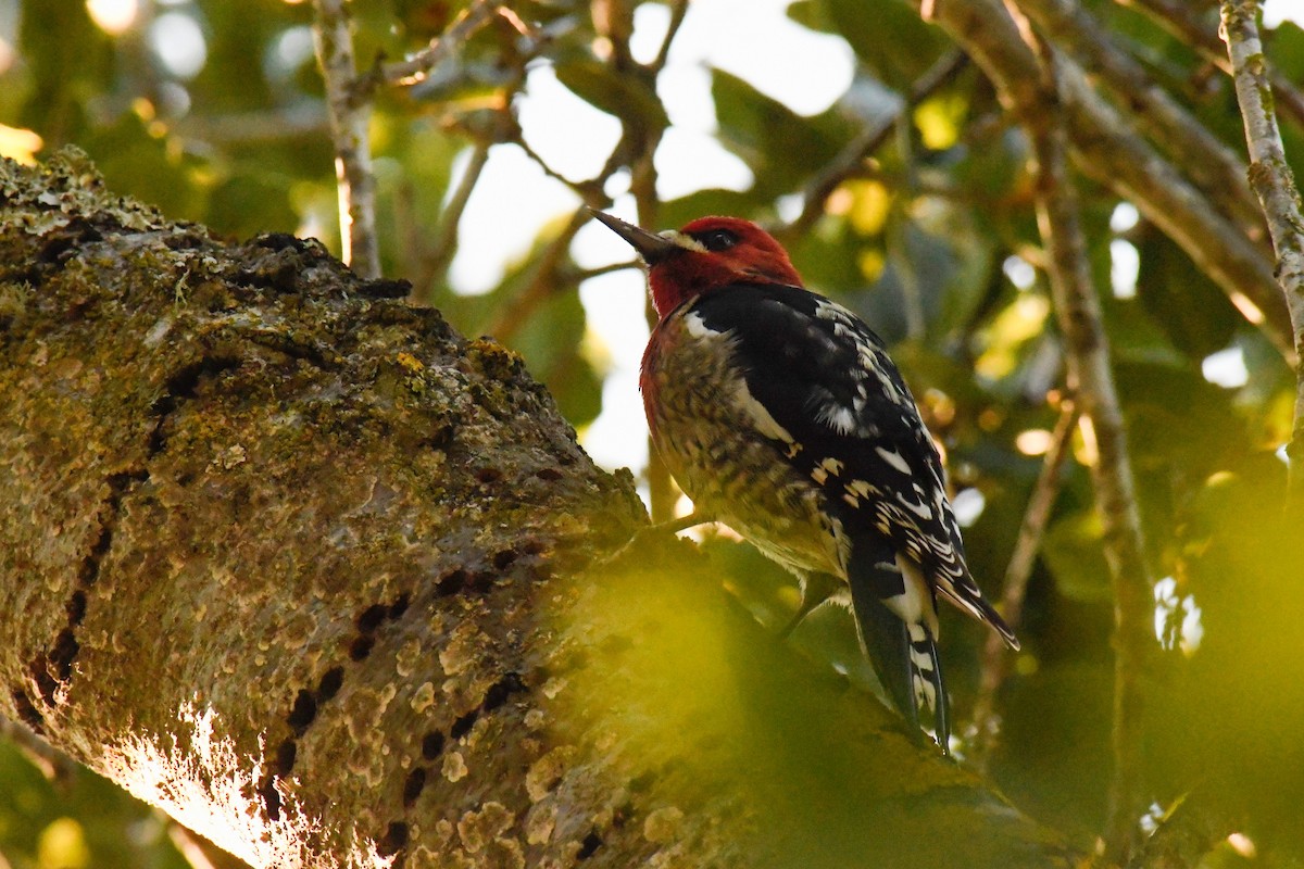 Red-breasted Sapsucker - ML646668748