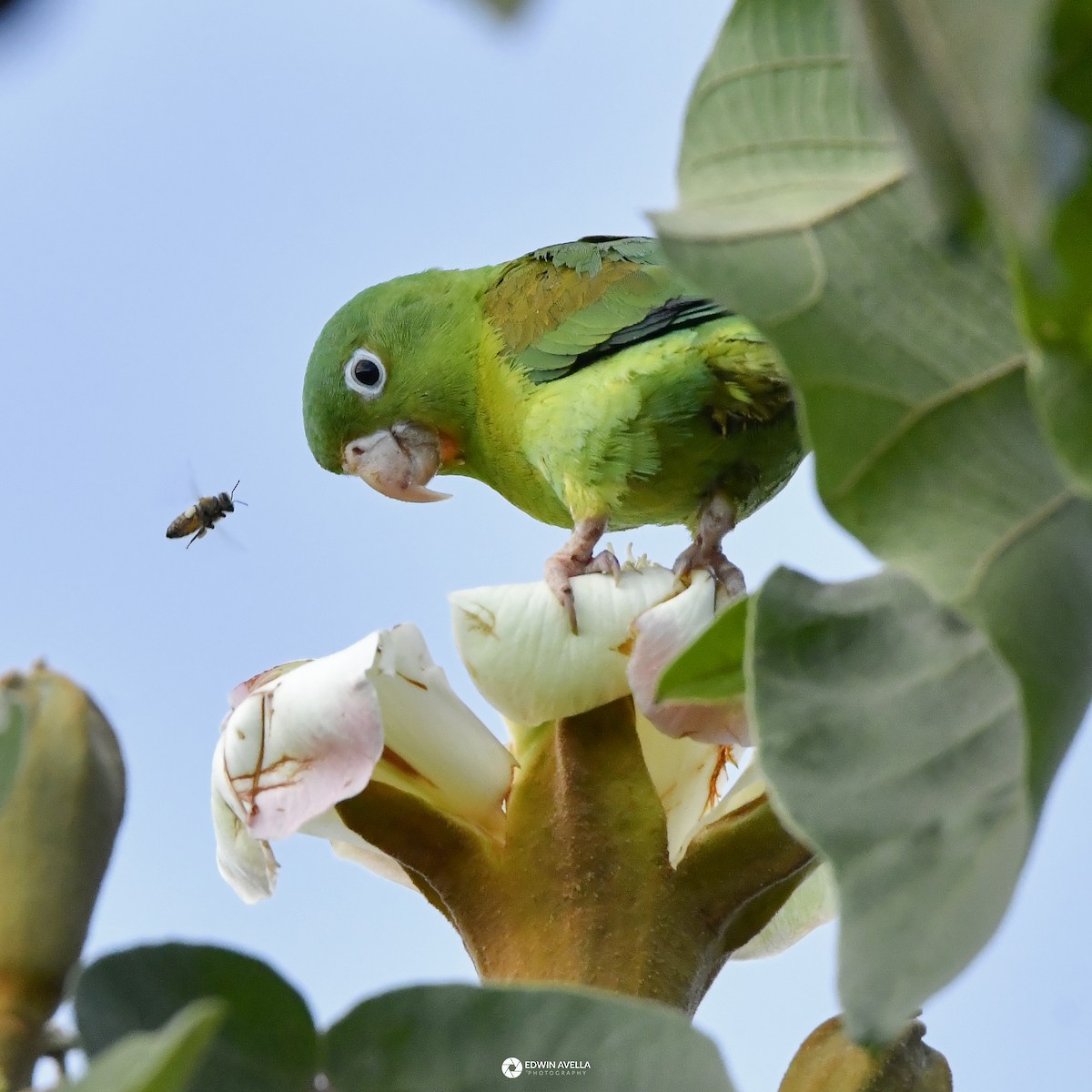 Orange-chinned Parakeet - ML646668749