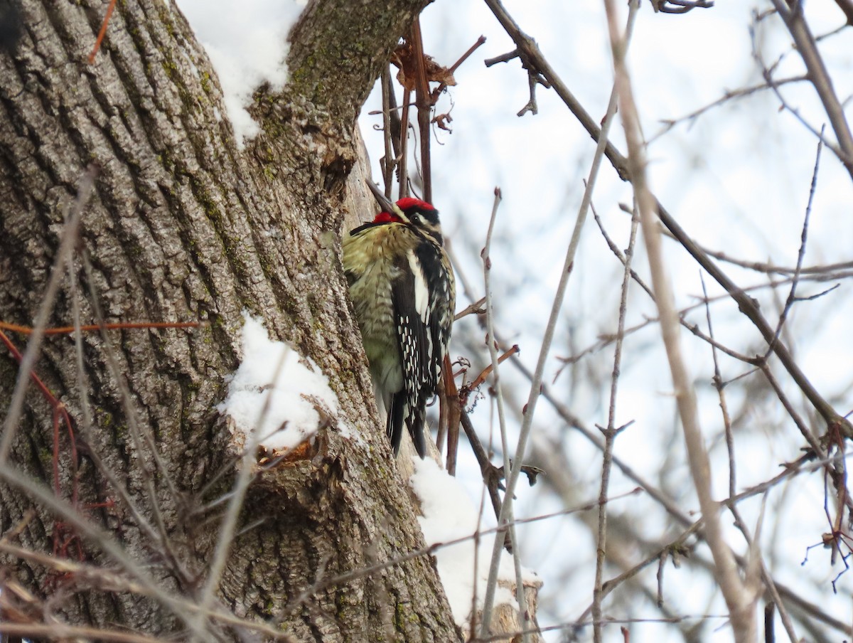 Yellow-bellied Sapsucker - ML646668751